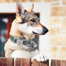 画像をギャラリービューアに読み込む, 名入れ 犬の首輪 迷子札付き  おしゃれ